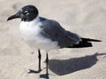 Seagull flying in ocean in south Florida Miami beach Royalty Free Stock Photo