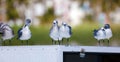 Group of Seagull flying in ocean in south Florida Miami beach Royalty Free Stock Photo