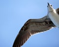 Laughing gull Seagull flying in ocean in south Florida Miami beach Royalty Free Stock Photo