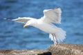 Seagull on flying off a rock at beach Royalty Free Stock Photo