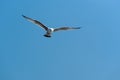 Seagull flying open wings clear blue sky