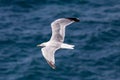 Seagull flying with open wings over ocean