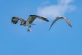 Seagull is flying by an osprey carrying freshly caught fish. Royalty Free Stock Photo