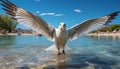 Seagull flying, outdoors, blue, feather, water, freedom, summer, coastline generated by AI Royalty Free Stock Photo