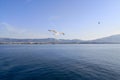 a seagull flying over the adriatic sea at sunset Royalty Free Stock Photo