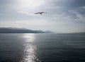 a seagull flying over the adriatic sea at sunset Royalty Free Stock Photo