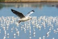 Seagull flying over Bangpu sea