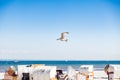 Seagull flying over Beach