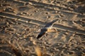 Seagull flying over the beach Royalty Free Stock Photo