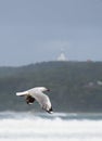 Seagull flying over beach in Byron Bay, Australia Royalty Free Stock Photo