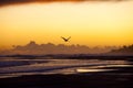 Seagull flying over the beach Royalty Free Stock Photo