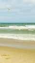 Seagull flying over the beach with waves crashing