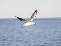 Seagull flying over the blue sea