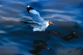 Seagull flying over the blue sea