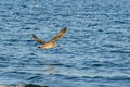 Seagull flying over blue sea water, open wings, beak close up Royalty Free Stock Photo