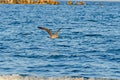 Seagull flying over blue sea water, open wings, beak close up Royalty Free Stock Photo