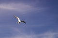 A seagull, flying over blue sky with clouds Royalty Free Stock Photo