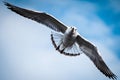 Seagull flying over a blue sky with clouds close-up
