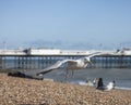 A seagull flying over the Brighton beach. Royalty Free Stock Photo