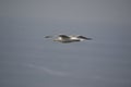 Seagull flying over Cabo de PeÃÂ±as, in Asturias Royalty Free Stock Photo