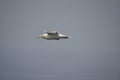 Seagull flying over Cabo de PeÃÂ±as, in Asturias Royalty Free Stock Photo