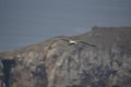 Seagull flying over Cabo de PeÃÂ±as, in Asturias Royalty Free Stock Photo