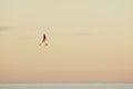 Seagull flying over the calm sea, bright painted sky