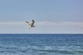 Seagull flying over a calm sea Royalty Free Stock Photo