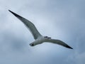 Seagull flying over the Cancun beach in Mexico, group of seagulls Royalty Free Stock Photo