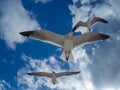 Seagull flying over the Cancun beach in Mexico, group of seagulls Royalty Free Stock Photo