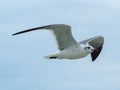 Seagull flying over the Cancun beach in Mexico, group of seagulls Royalty Free Stock Photo