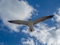 Seagull flying over the Cancun beach in Mexico, group of seagulls Royalty Free Stock Photo