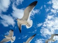 Seagull flying over the Cancun beach in Mexico, group of seagulls Royalty Free Stock Photo