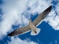 Seagull flying over the Cancun beach in Mexico, group of seagulls Royalty Free Stock Photo