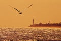 Seagull flying over Deerfield beach