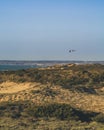 Seagull flying over dunes beach