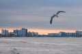 Seagull Flying Over Fort Meyers Beach