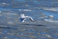 Seagull flying over frozen northern sea Royalty Free Stock Photo