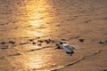 Seagull flying over the golden evening sea. Royalty Free Stock Photo