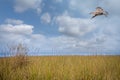 a seagull flying over grass covered beach Royalty Free Stock Photo