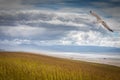 a seagull flying over grass covered sand dunes Royalty Free Stock Photo