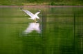 A seagull flying over the green water, preparing to land or attack Royalty Free Stock Photo