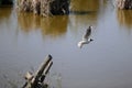 Seagull flying over a lake in Ebro Delta, Spain Royalty Free Stock Photo