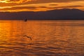 A seagull flying over the lake leman. Behind a lonely sailboat and the Swiss Alps in the background in the golden hour. Royalty Free Stock Photo