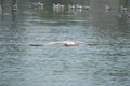 Seagull,lake, water, Flying, MacArthur Park, Los angeles, Royalty Free Stock Photo