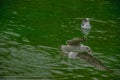 Seagull flying over the lake's water with chips Royalty Free Stock Photo