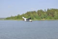 Seagull is flying over the lake water. Royalty Free Stock Photo