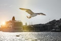 The seagull is flying over luxury cruise liner. Royalty Free Stock Photo