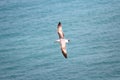 Seagull flying over the Mediterranean sea.