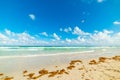 Seagull flying over Miami Beach colorful shore Royalty Free Stock Photo